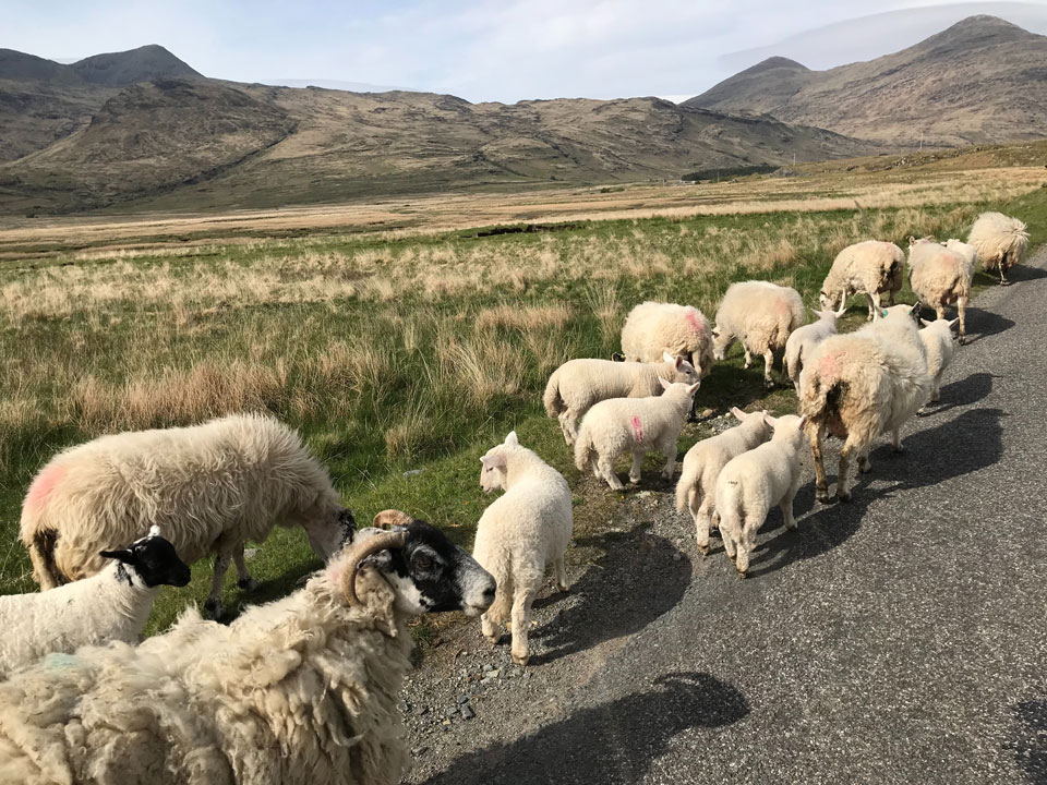 Sheep on the Isle of Mull