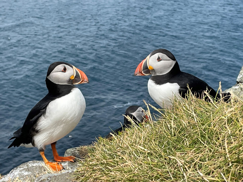 Puffins on Mull